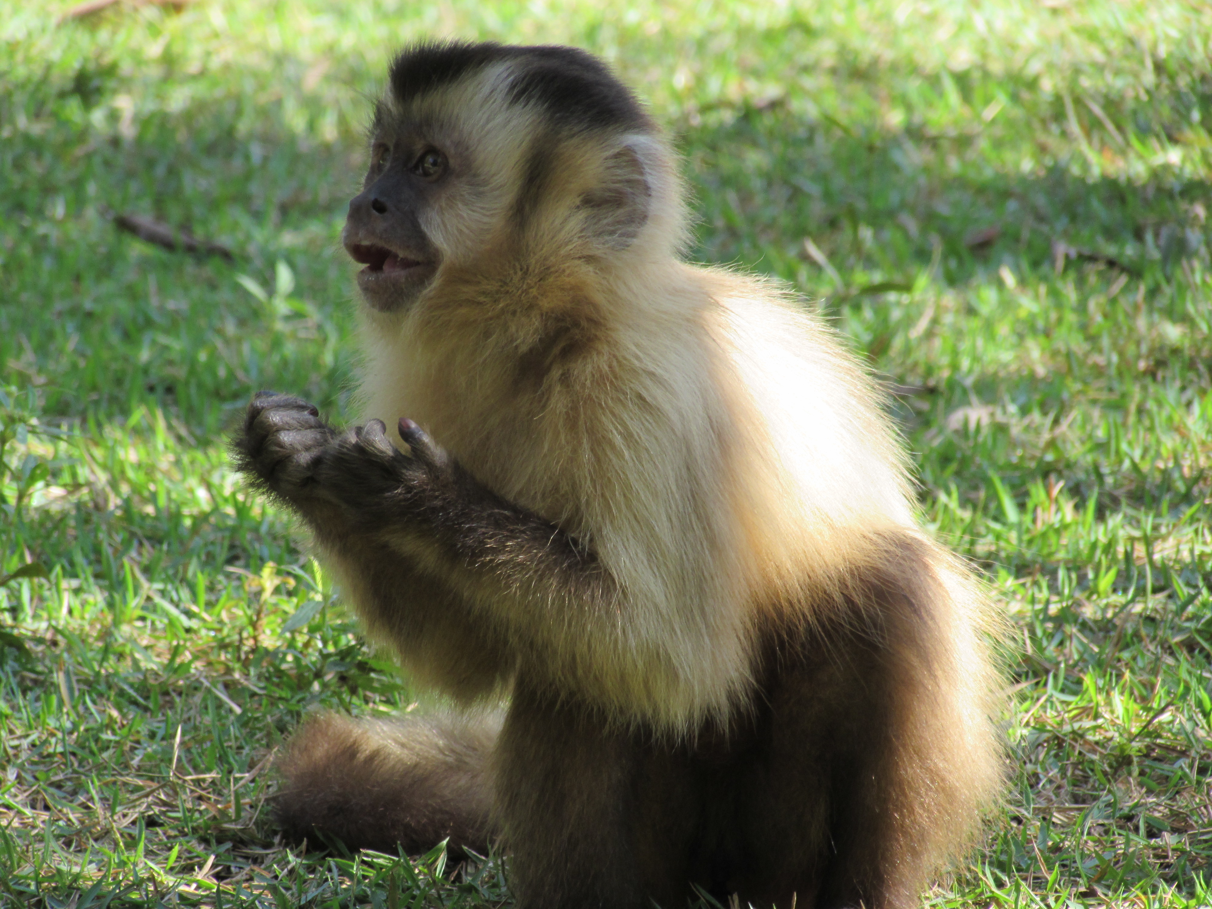 Macaco Prego de Barriga Amarela