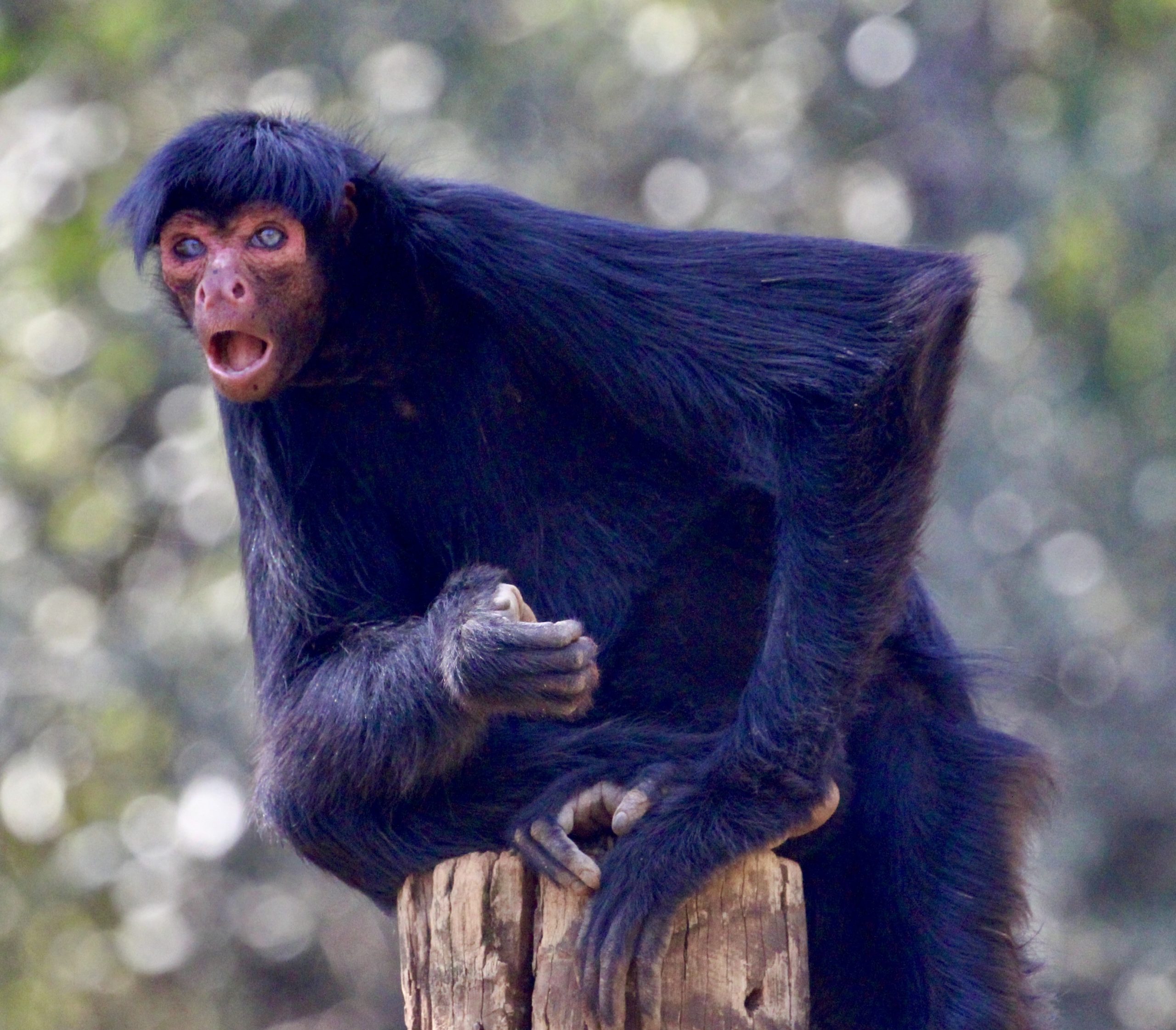 Macaco-aranha-de-cara-vermelha